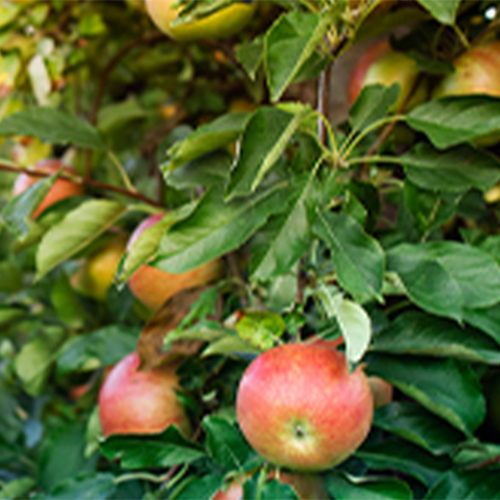 Apple Orchards